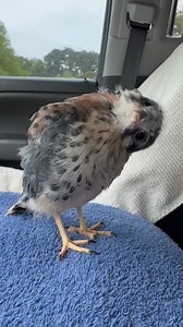101K views · 3.3K reactions | I miss this little guy! Raising an imprint American Kestrel was a fun journey! #Falcon #BirdOfPrey #Wildlife #Falconry #ReelItFeelIt #WatchThis #ViralReels #ReelOfTheDay #MustSee #IncredibleNature #fblifestyle | Bird Hunting | Facebook