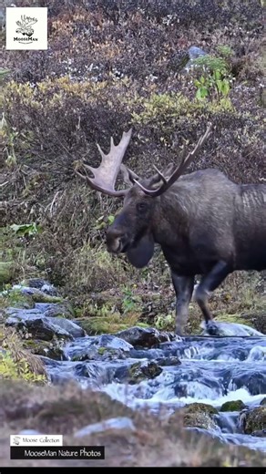 Majestic Moose in Serene Nature Scene A Viral Wildlife Moment! #wildlife #nature #moose