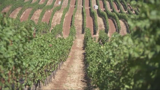 Oregon’s 2025 wine harvest begins with labor concerns, oversupply and weaker alcohol demand