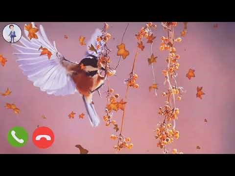 Bird Ringtone | New Mobile Ringtone |