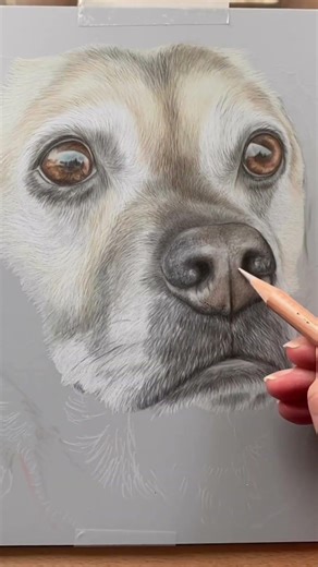 Pet Portrait Magic: Polychromos & Pablo Pencils in Action