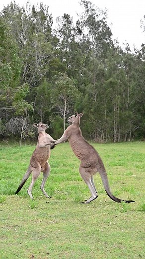 Kangaroo Boxing in Australia: A Springtime Showdown