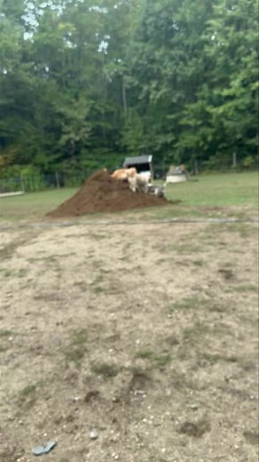 Kodiak digging up the dirt pile as Callie and Bailey look on. | DAWN to DUSK Doggie Daycare | Facebook