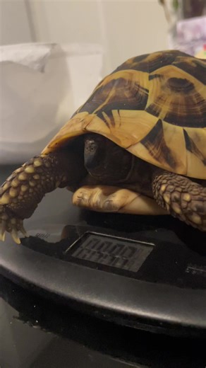 Tortoise Hibernation Checkup Routine Explained