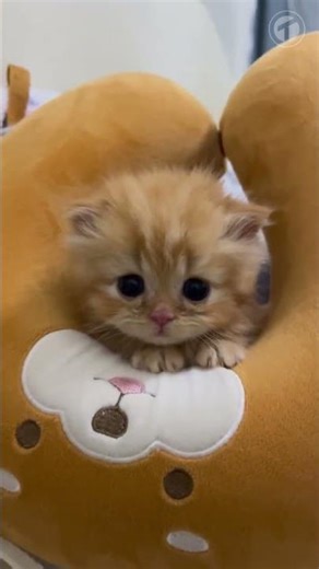 Those Innocent Eyes #cats #animals