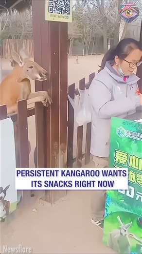 382K views · 2.3K reactions | Persistent kangaroo wants its food NOW | Bright Side | Facebook
