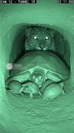 Python Attacked On Humans CCTV 😭 #python #snakeattack #animals #cctv #shorts