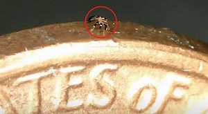 Watch: This adorable robotic crab is the 'smallest-ever' remote-controlled walking robot