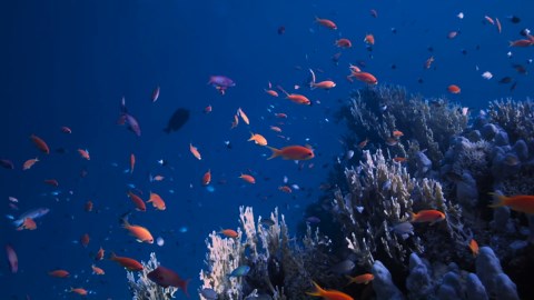 Colorful fish scattered across a lively underwater coral scene