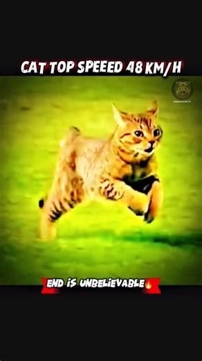 THIS BIRD IS FASTER THAN AN AIRPLANE 😱✈️ #shorts #animals #speed #viral #trendingshorts #wildlife