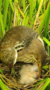 Green heron bird feeding chicks | Border Birds