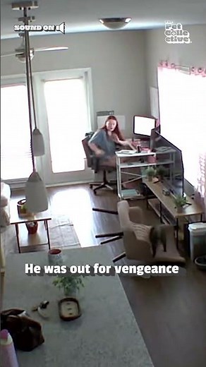 Cat Accidentally Topples Chair Onto Dog