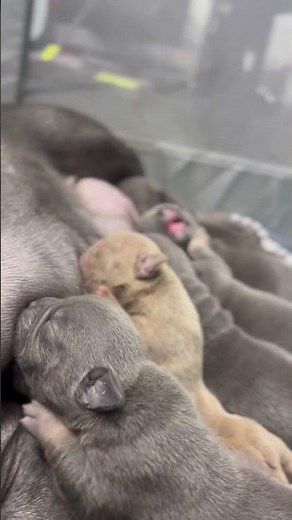 The start to a great Micro Bully Life 🤩🌟