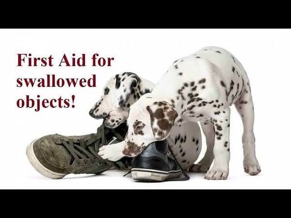 Dogs Swallowed Objects: Symptoms & First Aid for Dogs Eating Objects