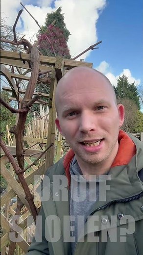 Zelf jouw druif snoeien! #grapevine #grapepruning #gardening #garden #diy