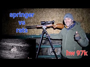 HW97K VS RATS , #springer #ratting #hw97k #weihrauch #pestcontrol