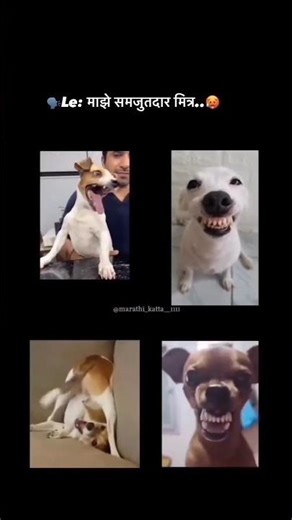ले माजे मित्र 🤣😂
