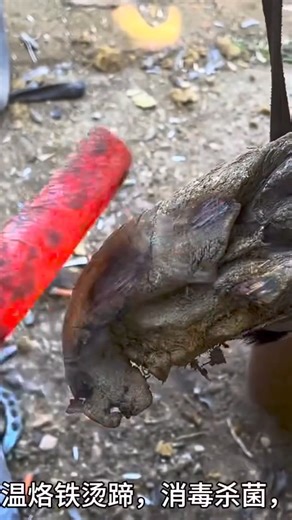 108K views · 413 reactions | Horrifying deformed donkey hooves! Rescue the poor lame donkey and replace horseshoes Part 1 #animal #horse #cow #donkey #hoofcare #satisfying #hoof #care #helping #farrier | Hoof Farrier | Facebook