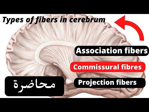 White matter of the cerebrum