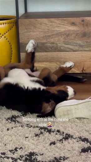 Winnie doing what Winnie does best! #bernesemountaindog #puppiesofinstagram #puppiesofinstagram #pnw #dogsofinstagram #bernersofinstagram #bernerlife #pnwdogs #fall #winniethepooch #pnwdog #fatandjobless | Winnie Louise