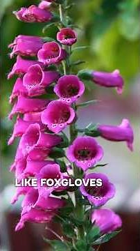 Poisonous Flowers You Should NEVER Touch? 🌸⚠️ | Toxic Plants Explained