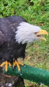 Sunset, a Bald Eagle and Raptor-in-Residence here at the Alaska Raptor Center, showing off her vocalization skills! For such a powerful bird, the Bald Eagle has a surprisingly shrill sounding call, usually a series of high-pitched whistling or piping notes. Did you know Hollywood sound editors often dub over a Bald Eagle's call, with another bird's vocalization? The piercing, earthy screams of a Red-tailed Hawk. | Alaska Raptor Center