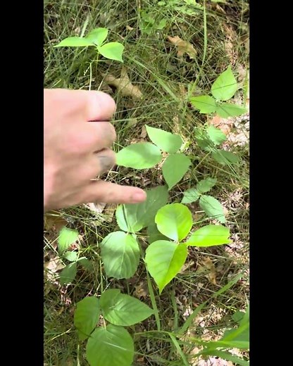 Poison ivy (toxicodendron radicans)