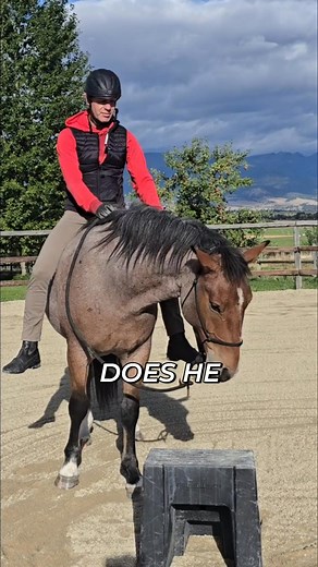 5.5K views · 69 reactions | Before riding, it's important to check a horse's basic safety controls. Can he back up? Does he respond to the reins? Does he relax? If he shows he is good, it's a good start to the day. #HorseSafety #EquestrianLife #HorseTraining #RidingTips #AnimalCare | Mastery Horsemanship | Facebook