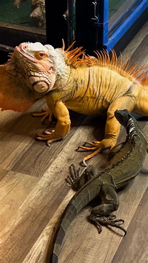 Rocket The Iggy thought he was a dog, until his dad brought home another iguana 😂 We spoke to Lee who told us how Rocket reacted to his new companion! Keep up with Rocket The Iggy on Instagram: https://thedo.do/RocketTheIguana | The Dodo