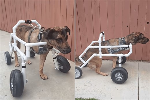 Dog Loses Leg—What Home Depot Workers Build for Him Melts Hearts