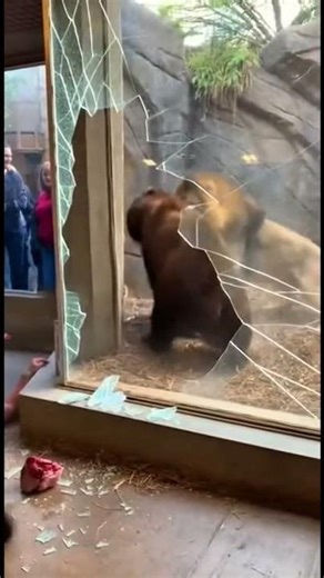 A Lion Smashed the Zoo Glass — And It Was Caught on Camera #viral #trending #lion