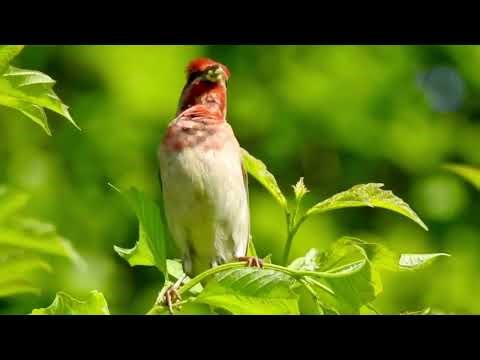 relaxing music #shortsfeed #birds #ai #relaxingmusic #relaxing #peacefullsong #peace #birdsounds