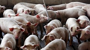 New joint venture formed to convert pig poop to power