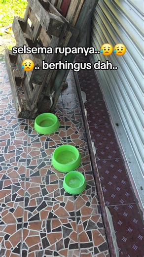 Tips to Care for a Stray Cat with Cold Symptoms