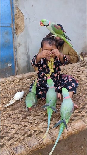 Cute baby parrot Realistic Parrot Drawing |How To Draw Parrot | BirdHowDrawing for Beginners.To