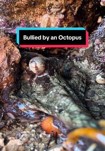 this octopus was like a sour patch kid…first he was sour, then he was sweet. Part two is how I won him over and we became the best of buddies #octopus #sealife #oceanlife