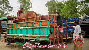 Unloading bulls _ | ZinZira bazar Gorur HaAt