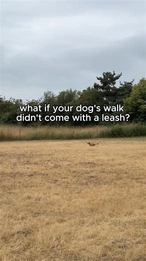 192 reactions · 16 shares | Want fun, safe, off-leash play time for...