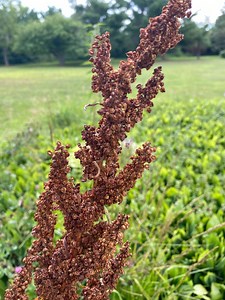 Curly Dock Seeds (rumex Crispus), 100 Count - Etsy