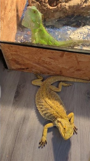 Bartagame und grüner Leguan 💛 | 🐍 Viking Reptiles #shorts