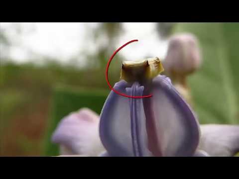 How the pollination and fertilization occur in plants