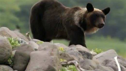 Japan attempts to stop a surge in bear attacks