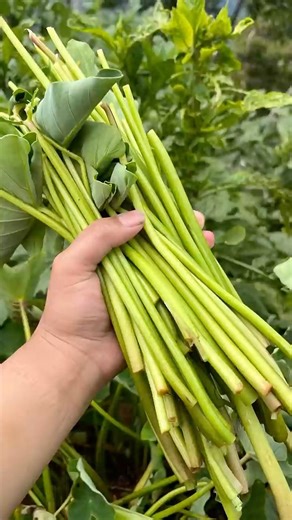 Vegetable in the countryside