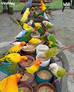 1.4M views · 122K reactions | Beautiful parrots 列列列❤️李 https://youtube.com/channel/UCCc5Y1VnhmMHHpyiI0CMdLQ | Fancy Pigeons Quetta | Facebook