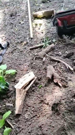 Root Collar Excavation | Protecting Tree Health from the Ground Up