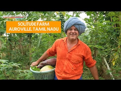 This is an incredible natural food forest grown in Auroville, Tamil Nadu, India