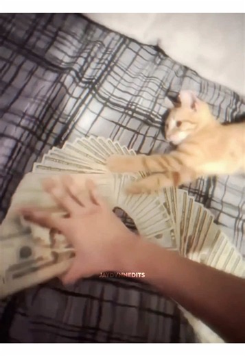this trend is nostalgic 💸 | @noua ✧.* #moneymoneygreengreen #moneyspread #catsoftiktok #nostalgia #edit money money green green moneys all I need
