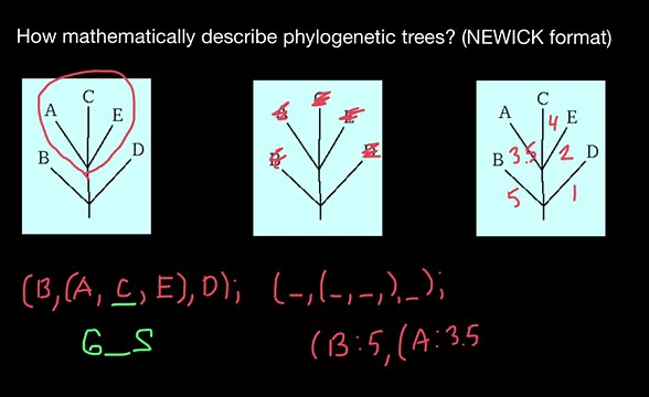 Bioinformatics: Newick tree format