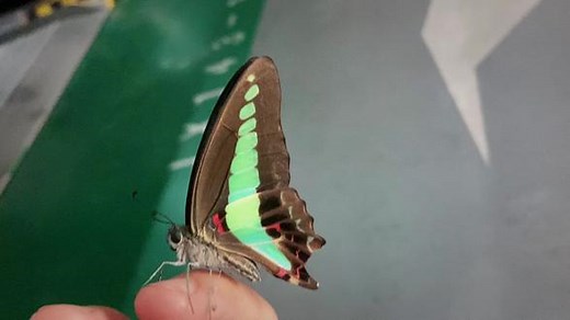 早上遇到的【青凤蝶Graphium sarpedon】，它们是我国最常见的城市中型蝴蝶之一，但只要你近距离观察一下它们的条纹就会发现，在你身边的原生生物里面，很少有物种的蓝能和这种“青凤蓝”相媲美！#神奇动物在抖音 #观察昆虫 #你能叫出它的名字吗 #昆虫微观世界纪录片 #昆虫世界