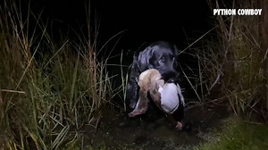 20K views · 224 reactions | Here's a flashback to Otto's first hunt! He's come a long way | Python Cowboy Hunts | Facebook